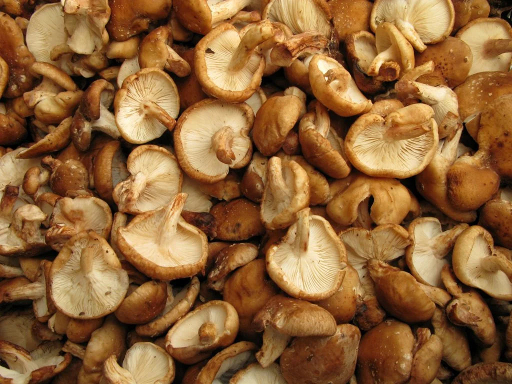 Shiitake